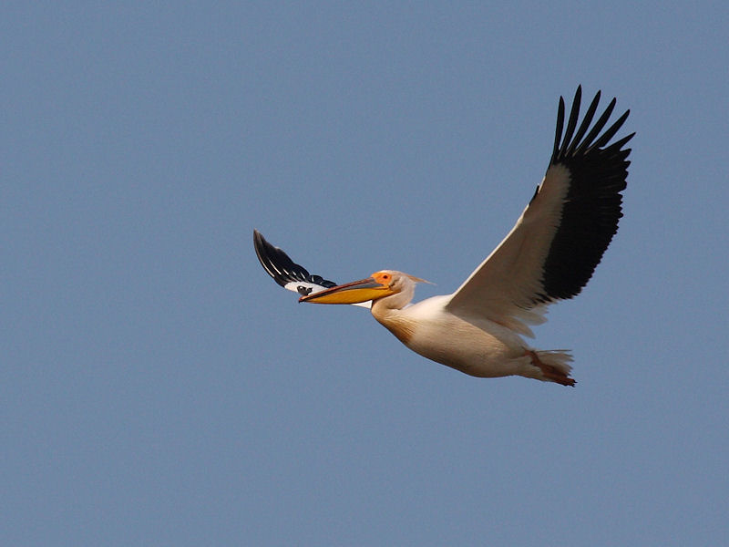 Pellicano Fiorentino - Pelecanus onocrotalus